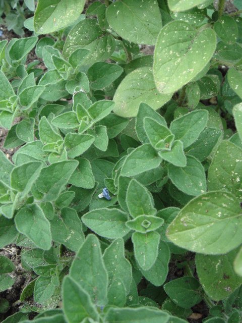 Origanum vulgare feuille